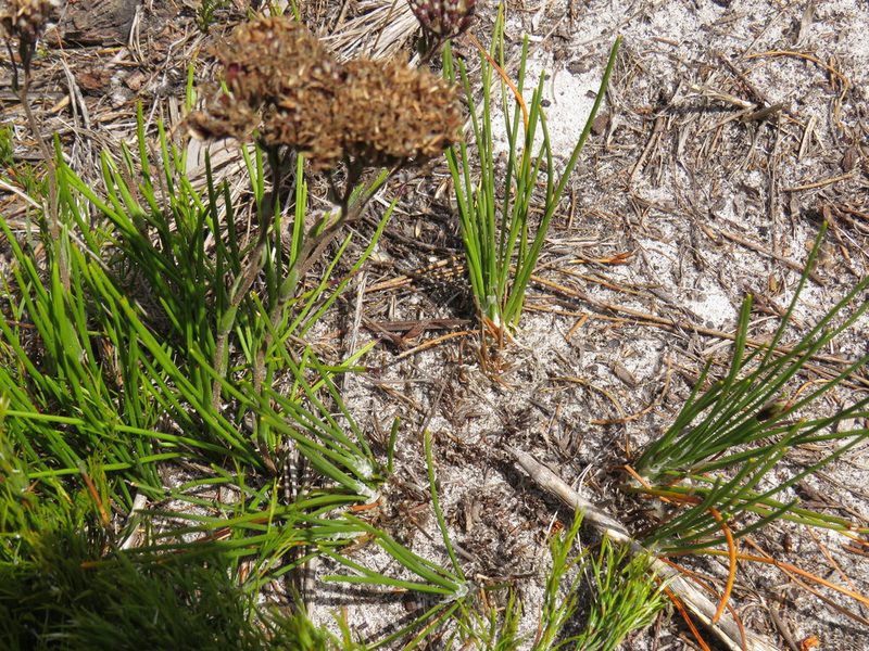 Corymbium africanum, photographed by Jeremy Gilmore