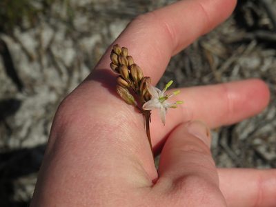 Urgineopsis salteri, photographed by Jeremy Gilmore