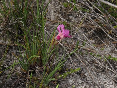 Harveya purpurea, photographed by Jeremy Gilmore