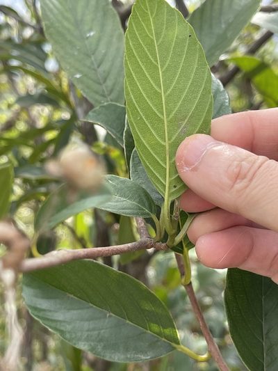 Tetracera sarmentosa, photographed by Yj