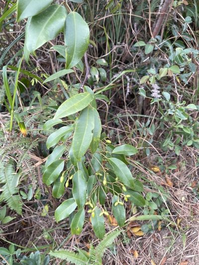 Jasminum lanceolarium, photographed by Yj