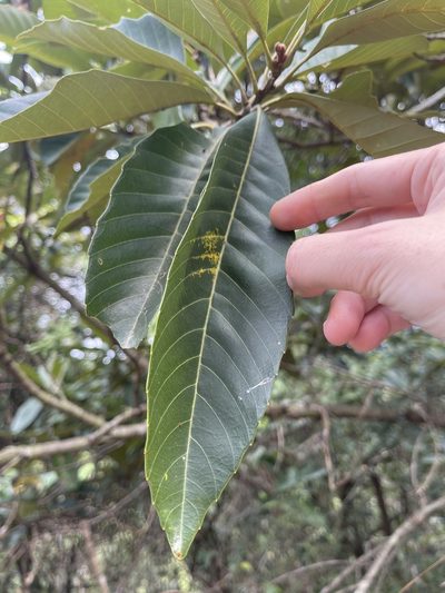 Castanopsis fissa, photographed by Yj