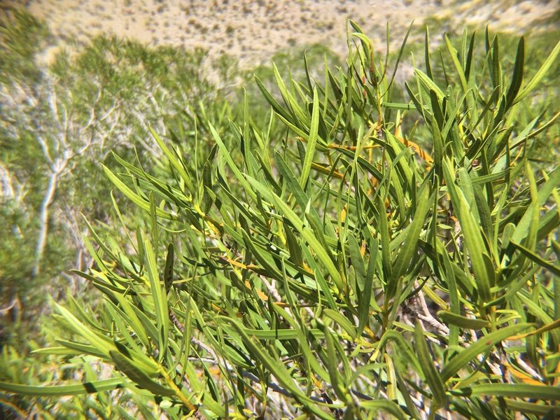 Colliguaja integerrima, photographed by Valentín Alfano