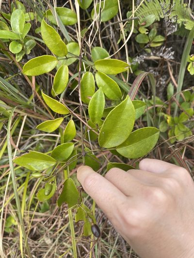 Jasminum lanceolarium, photographed by Yj