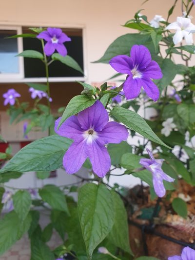Browallia speciosa, photographed by Samuel Peláez Vélez