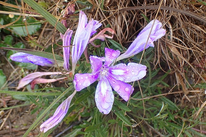 Babiana sambucina, photographed by Di Turner