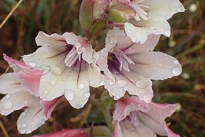 Gladiolus floribundus, photographed by Di Turner
