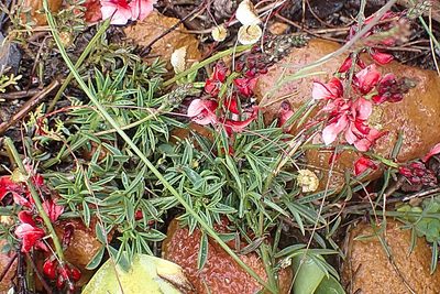 Indigofera heterophylla, photographed by Di Turner