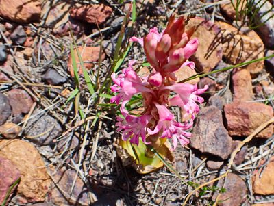 Satyrium erectum, photographed by Di Turner