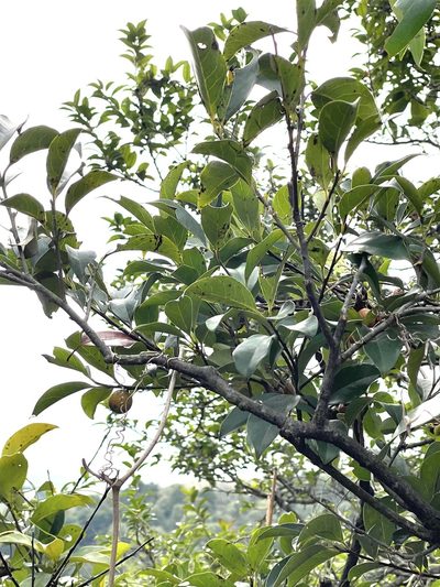 Diospyros morrisiana, photographed by Yj