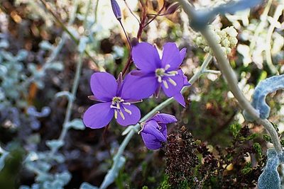 Heliophila subulata, photographed by Di Turner