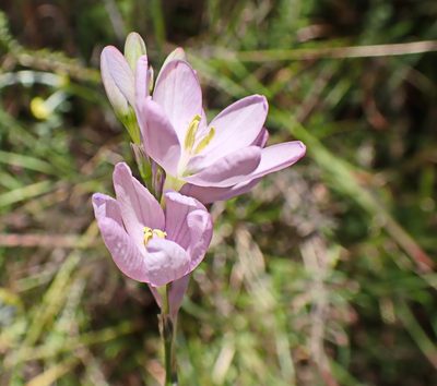 Ixia orientalis, photographed by Di Turner