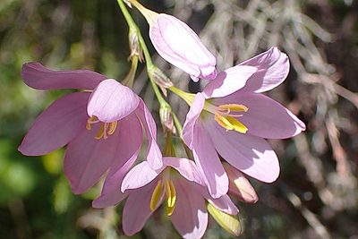 Ixia orientalis, photographed by Di Turner