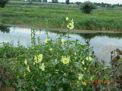 Alcea rugosa, photographed by Galyna Mykytynets