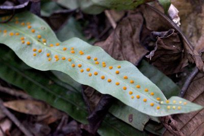 Lepisorus fortuni, photographed by Agnes Trekker