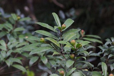 Ficus pyriformis, photographed by Agnes Trekker