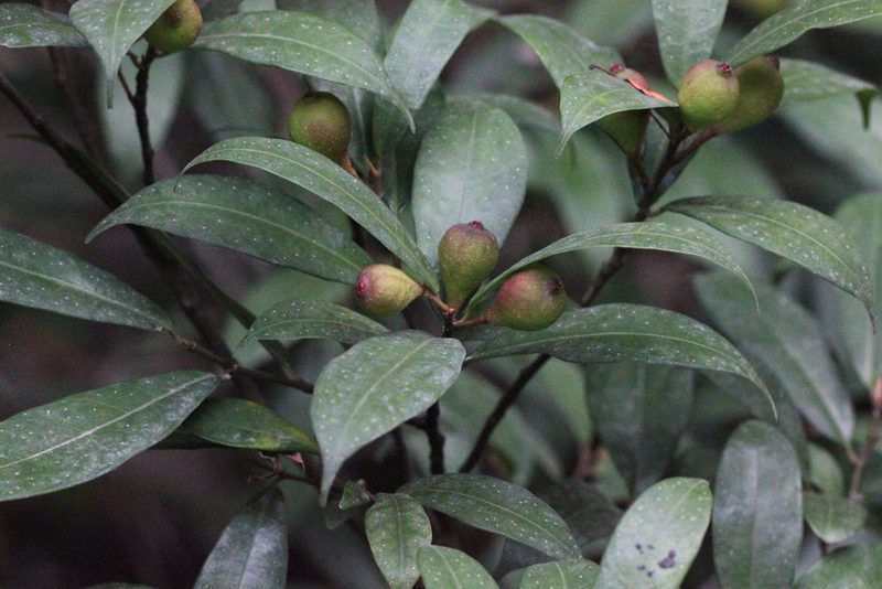 Ficus pyriformis, photographed by Agnes Trekker
