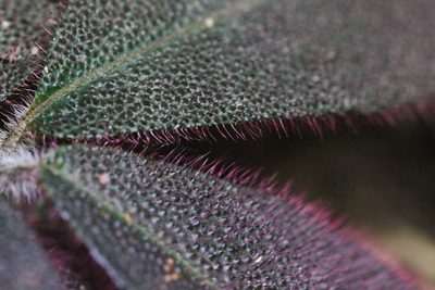 Ardisia mamillata, photographed by Agnes Trekker