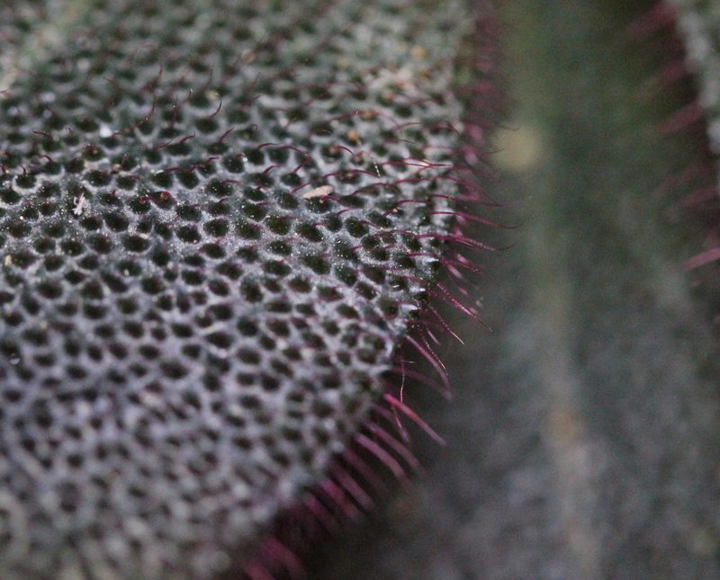 Ardisia mamillata, photographed by Agnes Trekker