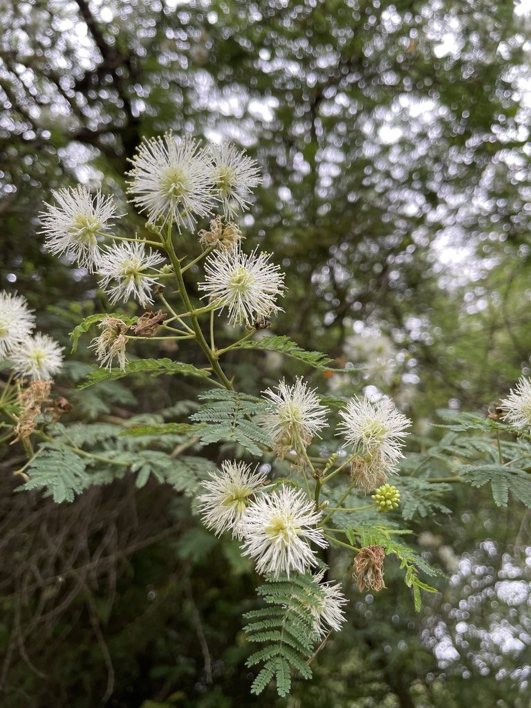 Mimosa quitensis, photographed by Diego F. Cisneros-Heredia