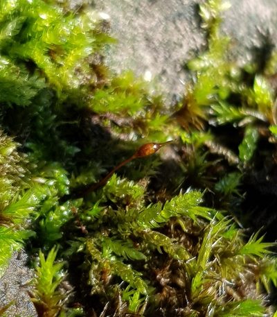 Rhynchostegium murale, photographed by Helen Waterman