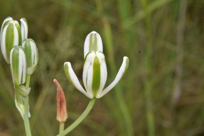 Albuca setosa, photographed by Sunčana Bradley