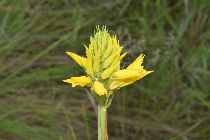 Eulophia ensata, photographed by Sunčana Bradley