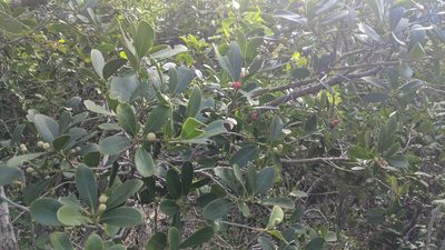 Canella winterana