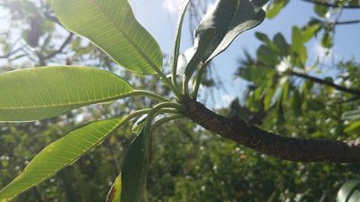Plumeria obtusa, photographed by wverhoeven