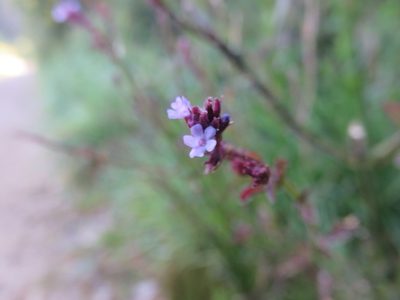 Verbena litoralis, photographed by Bruno Avilez