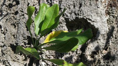 Plumeria obtusa, photographed by wverhoeven