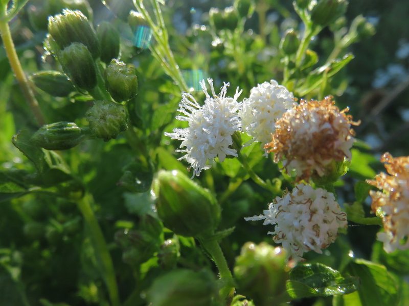 Ageratina glechonophylla, photographed by Bruno Avilez