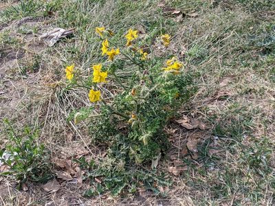 Solanum rostratum, photographed by bemma