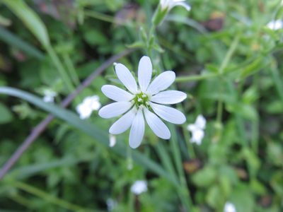 Stellaria chilensis, photographed by Bruno Avilez
