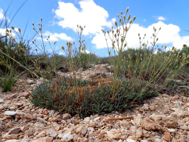 Eremogone aculeata, photographed by Matt Lavin