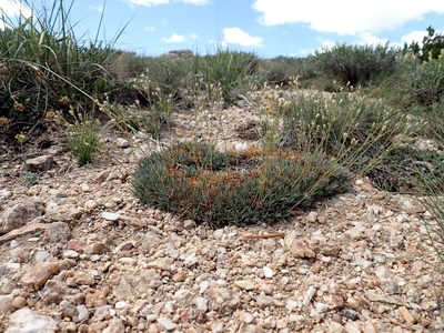 Eremogone aculeata, photographed by Matt Lavin