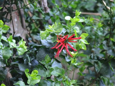 Tristerix corymbosus, photographed by Bruno Avilez