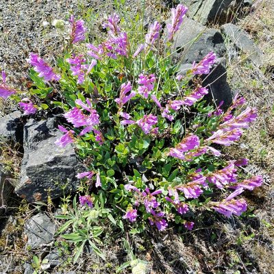 Penstemon barrettiae, photographed by Ellen Watrous