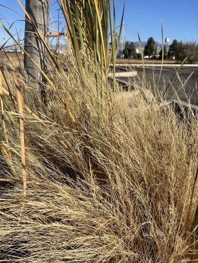 Leptochloa panicea, photographed by CK2AZ