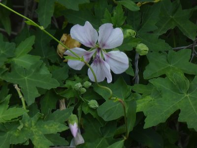 Malva acerifolia, photographed by gwynmwilliams
