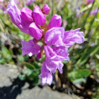 Penstemon barrettiae, photographed by Ellen Watrous