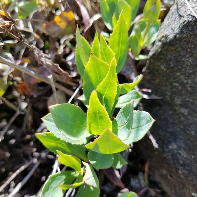 Penstemon barrettiae, photographed by Ellen Watrous