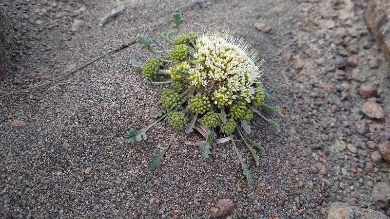Gamocarpha selliana, photographed by Ezequiel Racker