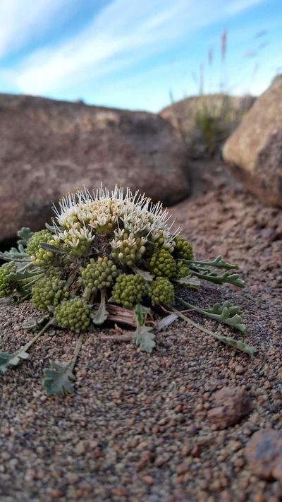 Gamocarpha selliana, photographed by Ezequiel Racker