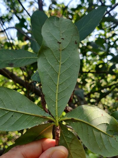 Litsea ghatica, photographed by Rohit Naniwadekar