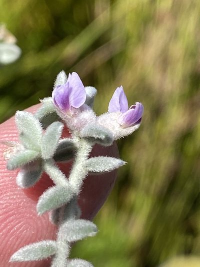 Amphithalea phylicoides, photographed by Dave U