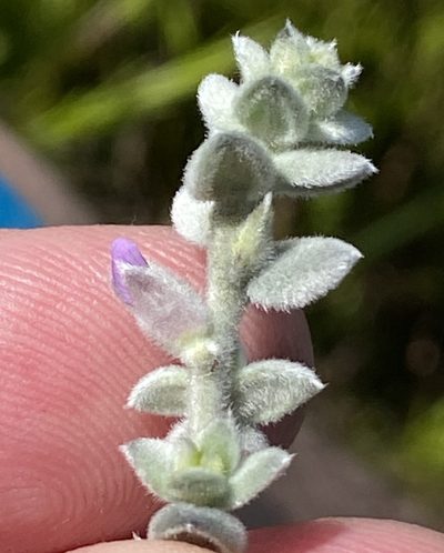 Amphithalea phylicoides, photographed by Dave U