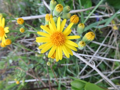 Senecio nigrescens, photographed by Bruno Avilez