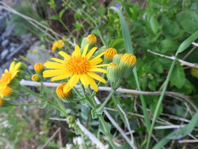 Senecio nigrescens, photographed by Bruno Avilez