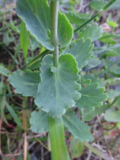 Senecio nigrescens, photographed by Bruno Avilez